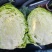 甘蓝包菜