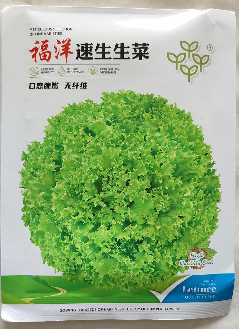 福洋速生生菜种子杂交一代基地种植品种颜色绿散叶矮生