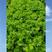 福洋速生生菜种子杂交一代基地种植品种颜色绿散叶矮生