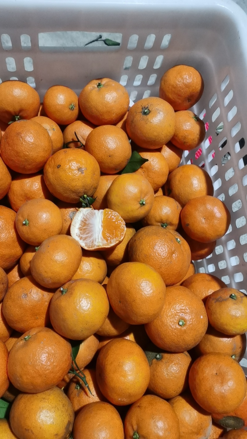 明日见光，价格1块