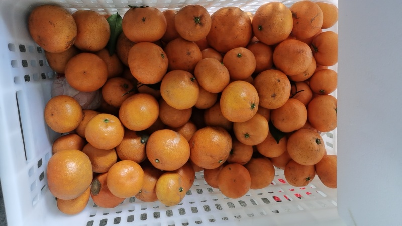 明日见光，价格1块