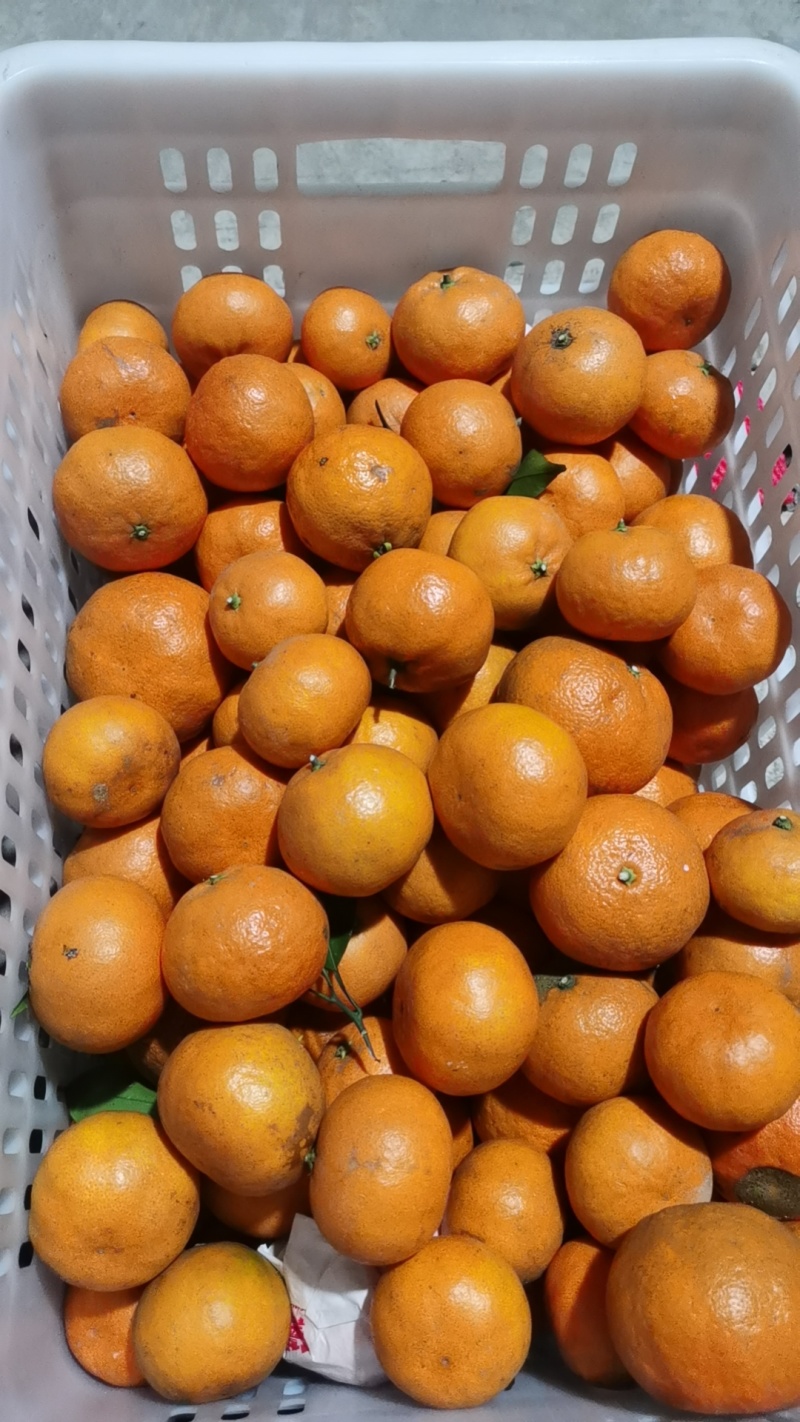 明日见光，价格1块