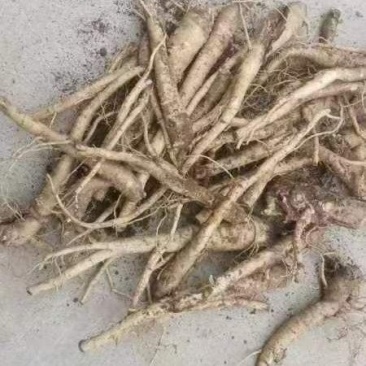 4年生鲜桔梗，赤峰基地直供。含量极高，紧急出售
