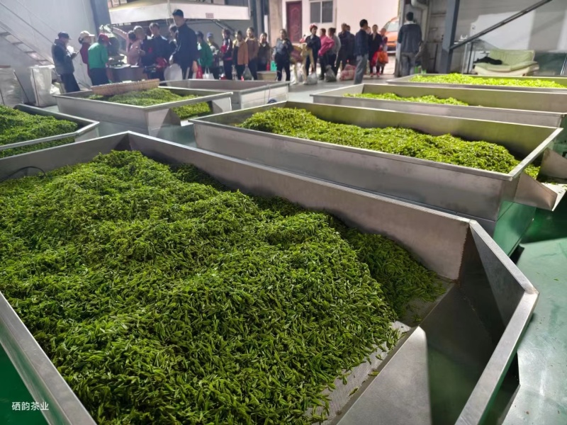 【茶叶】毛尖茶都匀毛尖2025年新茶明前茶欢迎采购