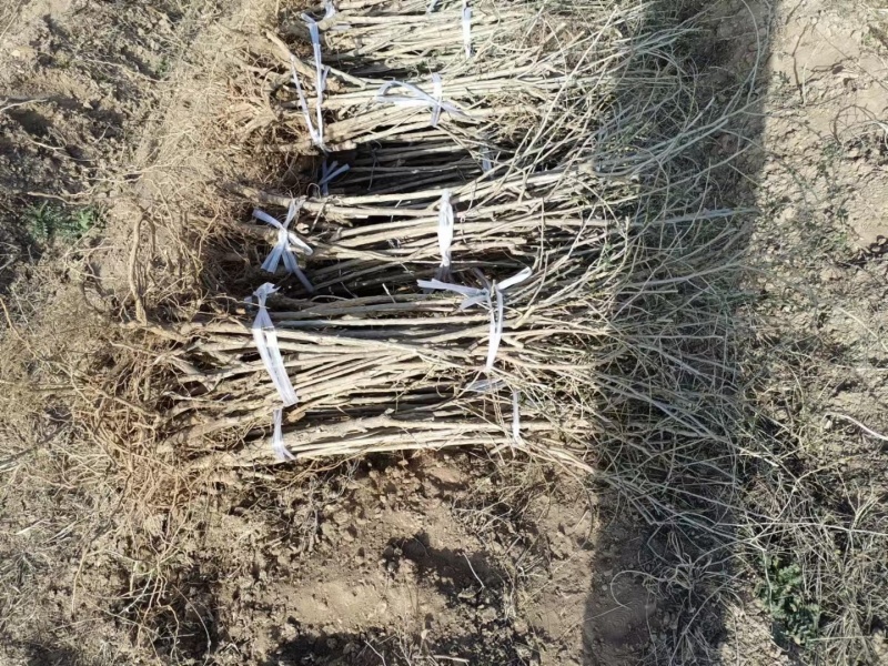 枸杞苗批发当年种植当年结果好成活的大果实枸杞苗