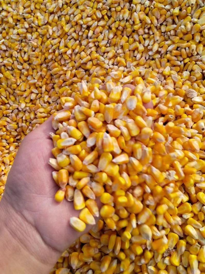 庆阳优质玉米粒全国发货大量供应现货诚信经营欢迎合作