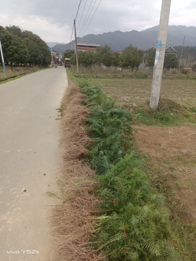 杉苗