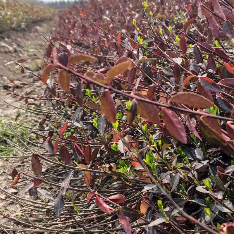 大量小叶扶芳藤质优价廉沭阳小叶扶芳藤
