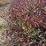 大量小叶扶芳藤质优价廉沭阳小叶扶芳藤