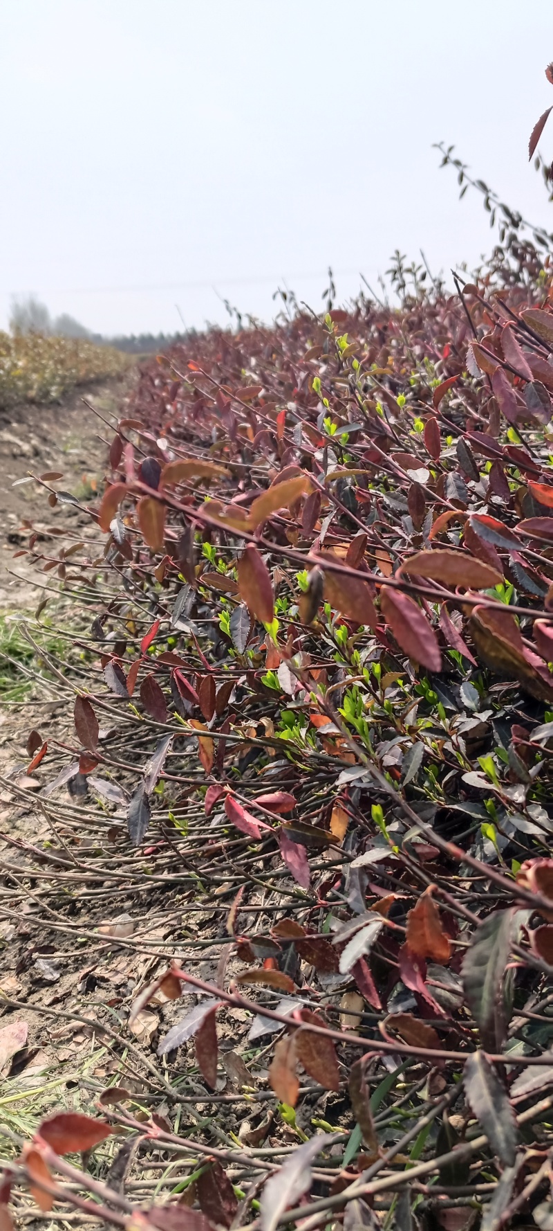 大量小叶扶芳藤质优价廉沭阳小叶扶芳藤
