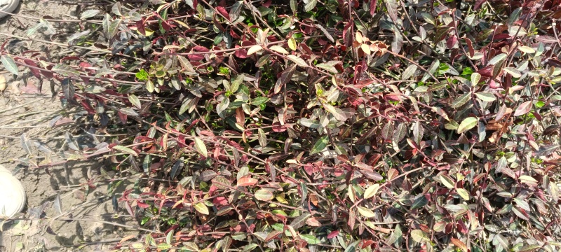 大量小叶扶芳藤质优价廉沭阳小叶扶芳藤