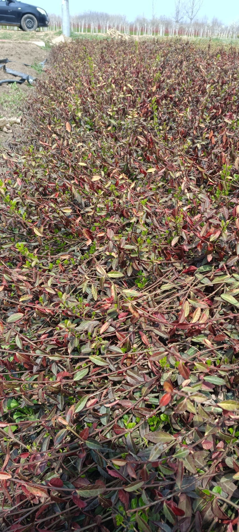 大量小叶扶芳藤质优价廉沭阳小叶扶芳藤