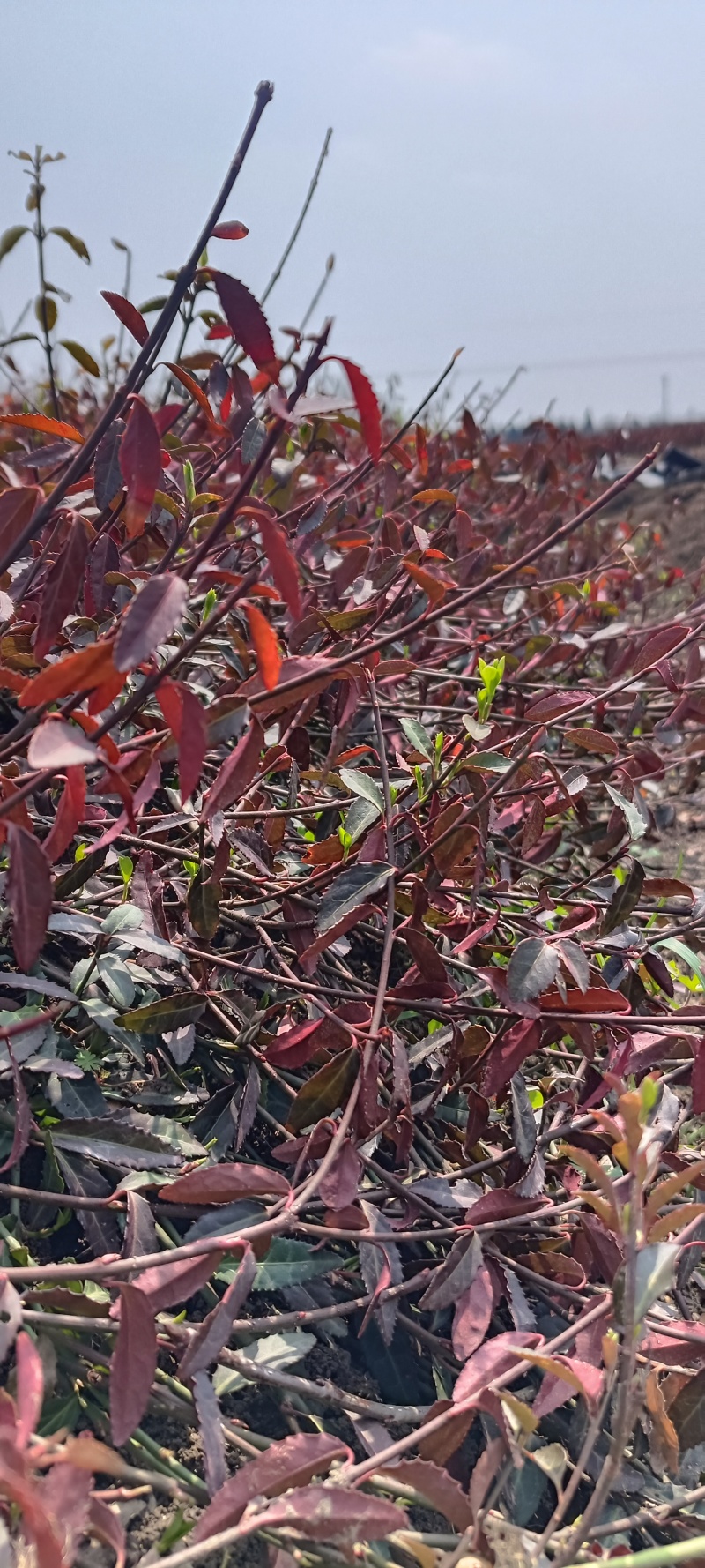 大量小叶扶芳藤质优价廉沭阳小叶扶芳藤