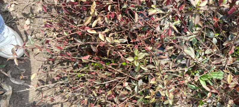 大量小叶扶芳藤质优价廉沭阳小叶扶芳藤