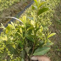 贵州产黄金芽白茶苗，优质苗木直供，快来选购！