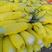 河南滑县博洋六甜瓜，供应各大批发市场以及商超和电商平台