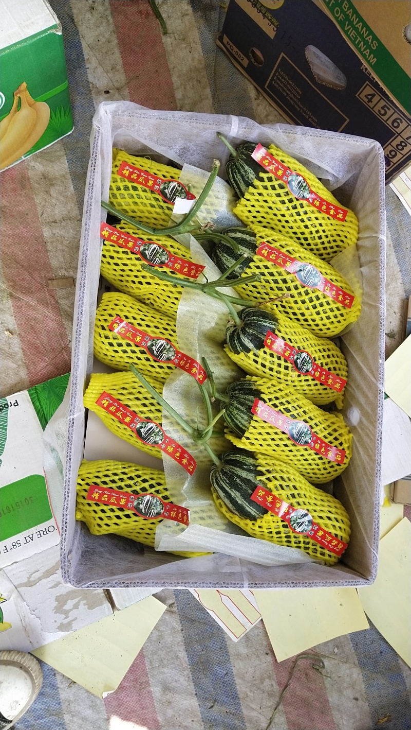河南滑县博洋九甜瓜，供应各大批发市场以及商超和电商平台