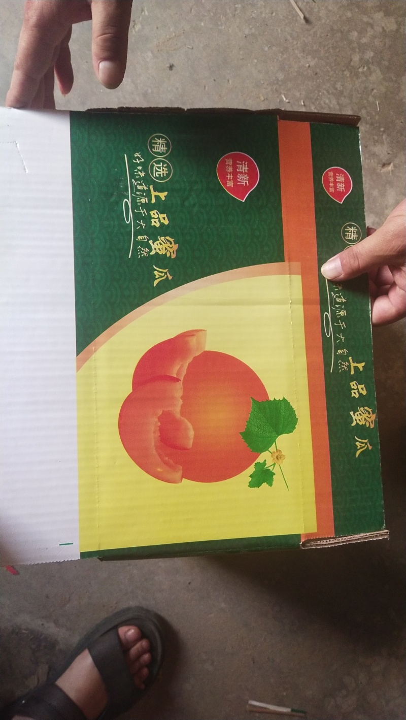 河南滑县久红瑞甜瓜，供应各大批发市场以及商超和电商平台