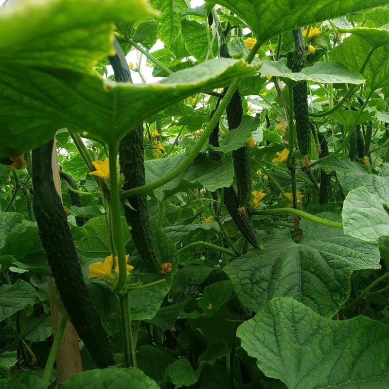 河南精品黄瓜，顶花带刺，万亩基地一手货源稳定发货对接全国