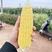 湖北精品太阳花玉米甜玉米大量上市品质保证量大从优