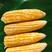 湖北精品太阳花玉米甜玉米大量上市品质保证量大从优
