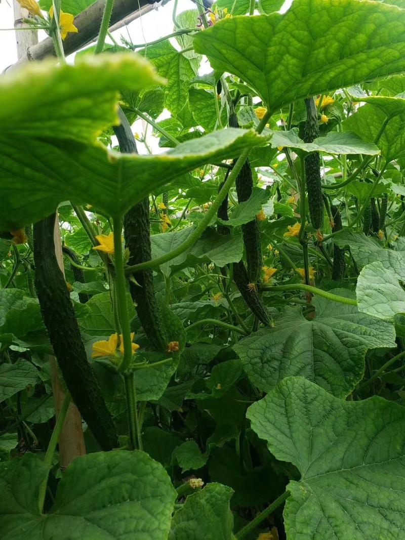 河南精品黄瓜，顶花带刺，万亩基地一手货源稳定发货对接全国