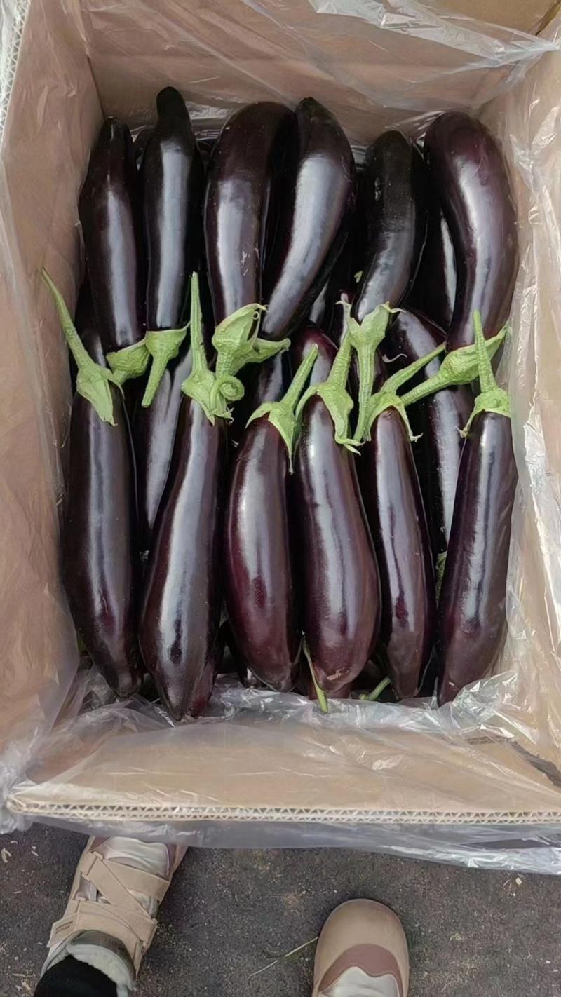 紫皮茄子
