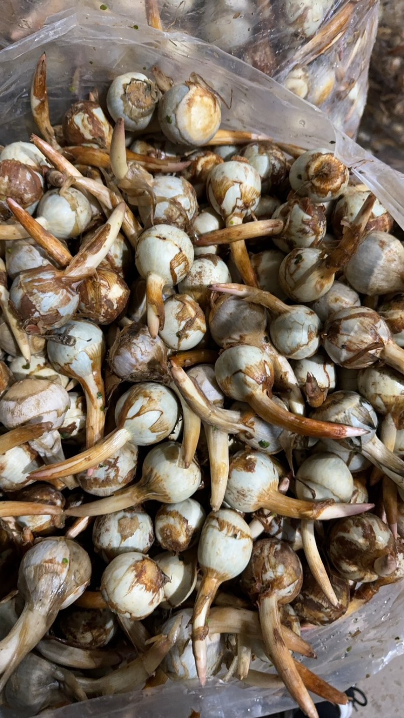 云南慈菇新鲜茨菇实力代办，欢迎合作，一件代发整车物流快递