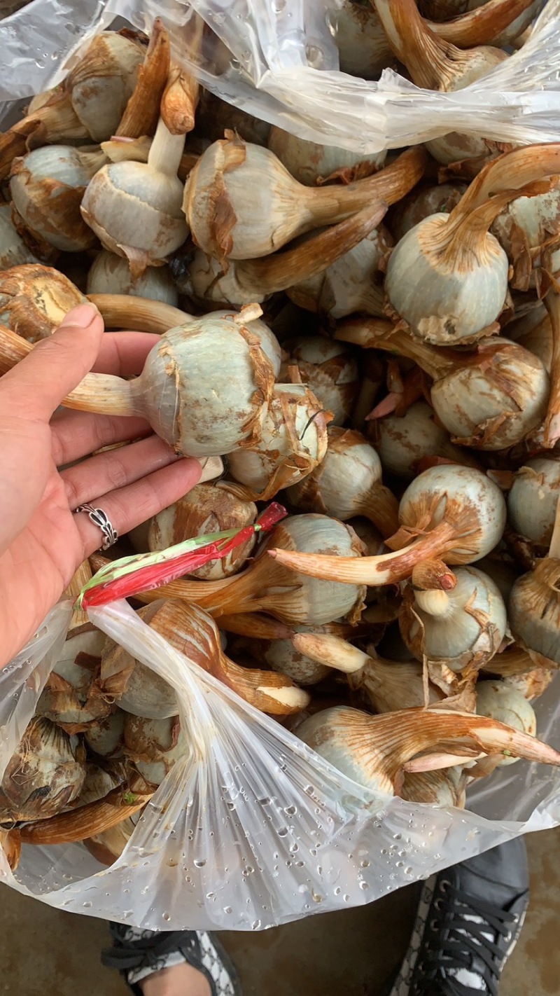 云南慈菇新鲜茨菇实力代办，欢迎合作，一件代发整车物流快递