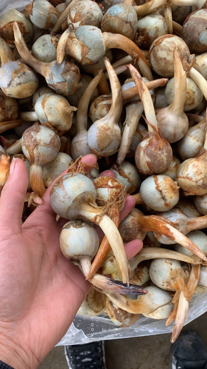 云南慈菇新鲜茨菇实力代办，欢迎合作，一件代发整车物流快递