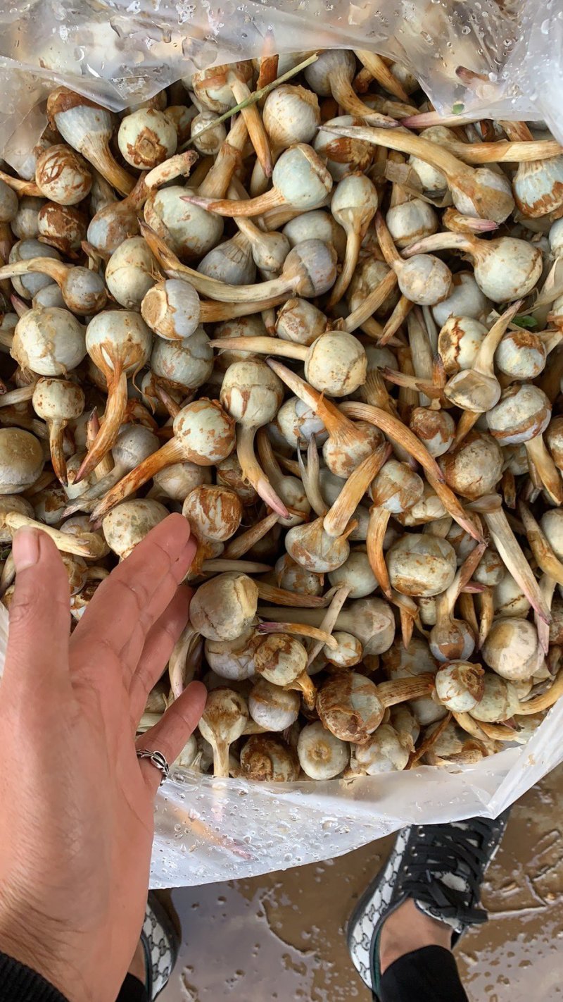云南慈菇新鲜茨菇实力代办，欢迎合作，一件代发整车物流快递