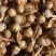 云南慈菇新鲜茨菇实力代办，欢迎合作，一件代发整车物流快递
