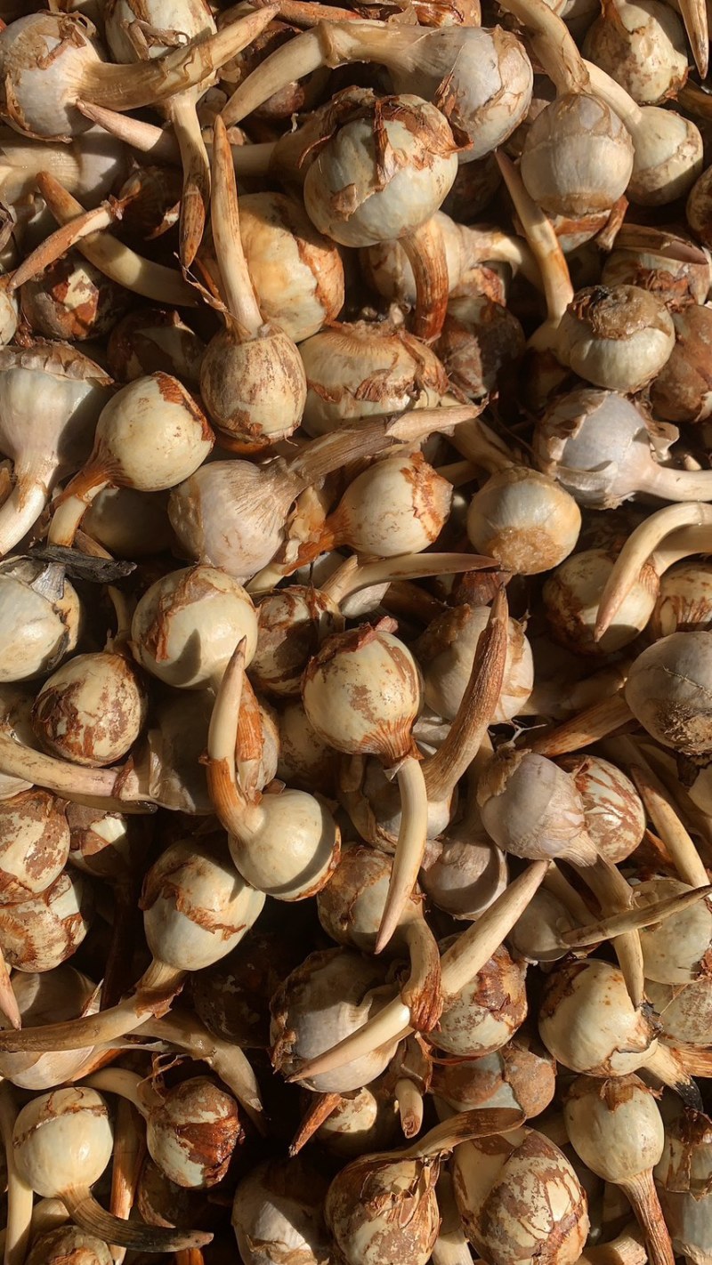 云南慈菇新鲜茨菇实力代办，欢迎合作，一件代发整车物流快递
