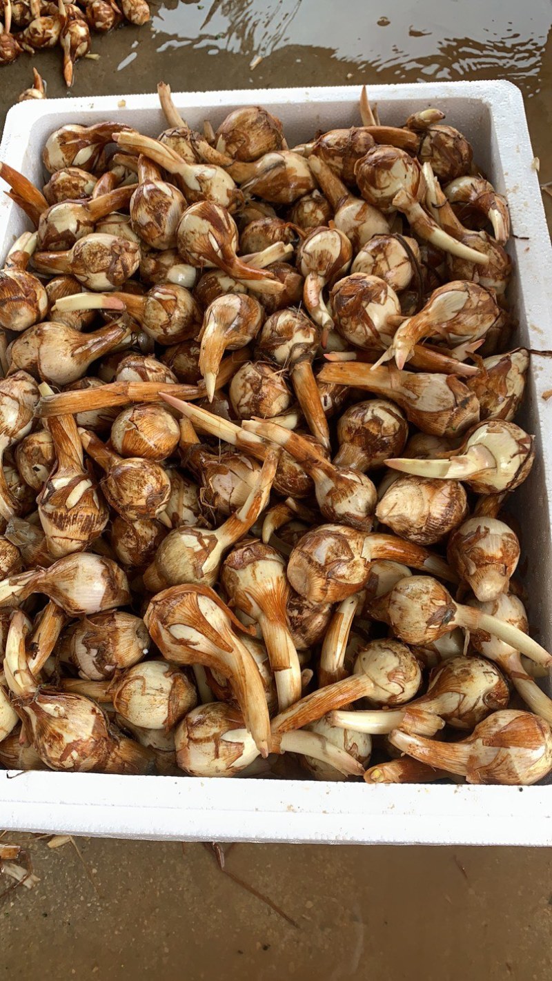 云南慈菇新鲜茨菇实力代办，欢迎合作，一件代发整车物流快递