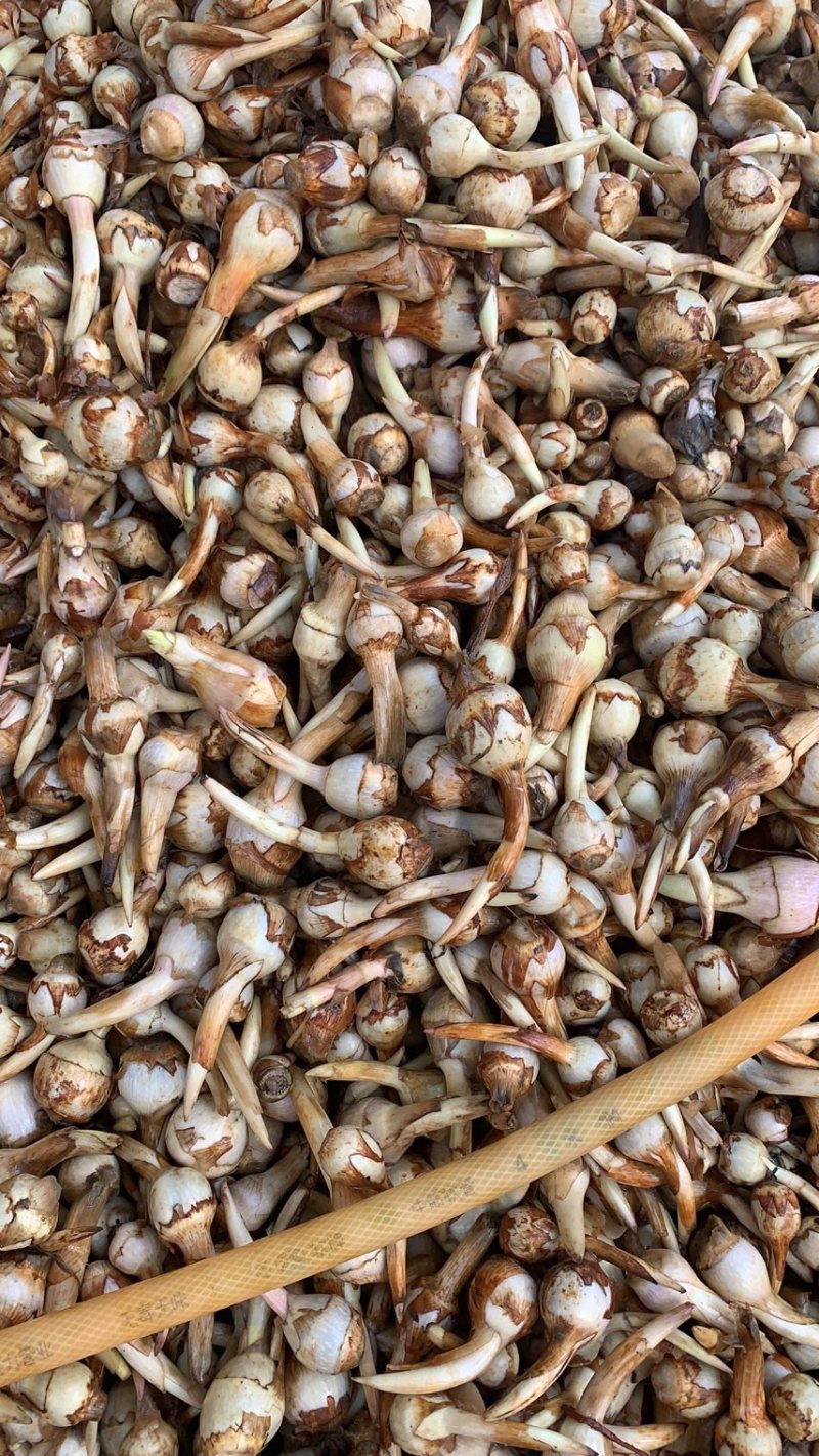 云南慈菇新鲜茨菇实力代办，欢迎合作，一件代发整车物流快递