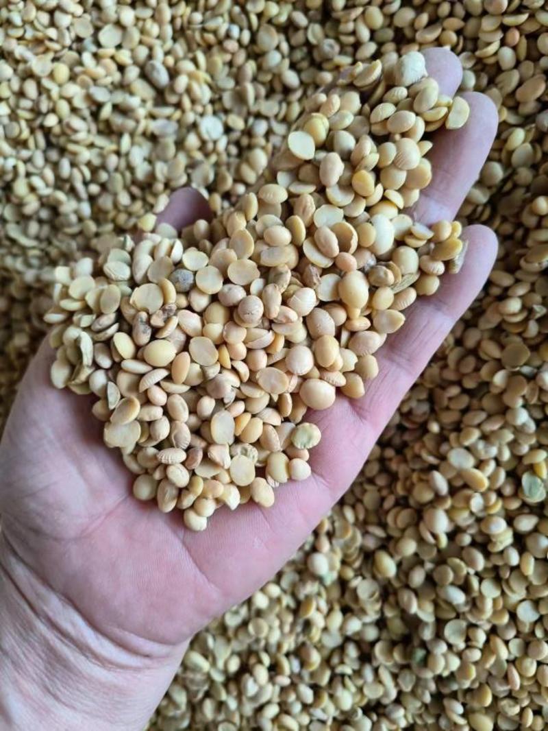 【精品】湖北黄豆瓣大量供应，量大从优，出浆高，蛋白高