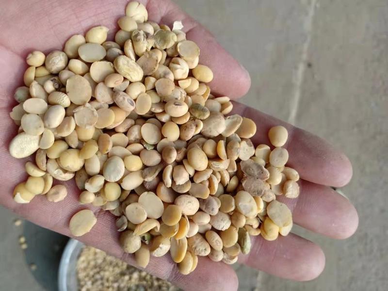 【精品】湖北黄豆瓣大量供应，量大从优，出浆高，蛋白高