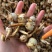 云南慈菇新鲜茨菇实力代办，欢迎合作，一件代发整车物流快递