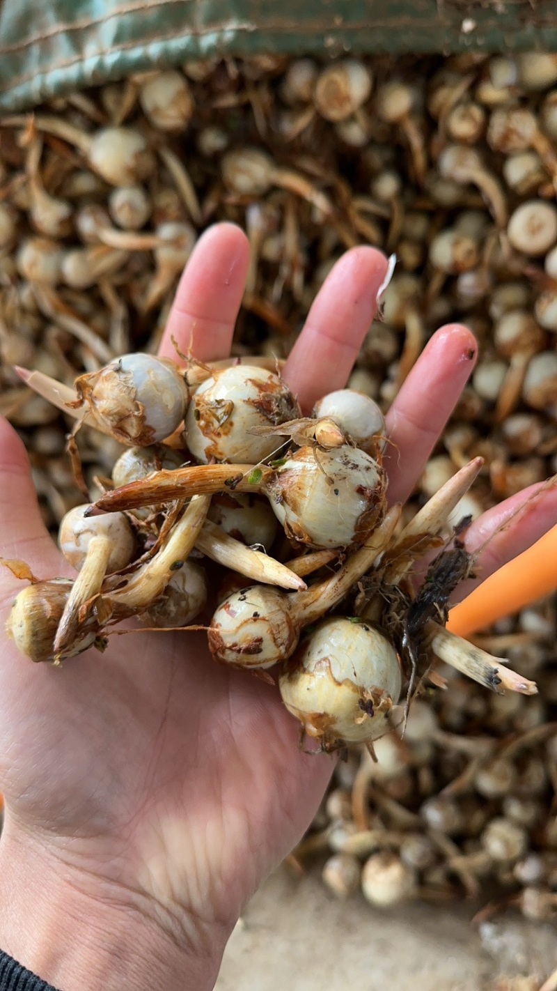 云南慈菇新鲜茨菇实力代办，欢迎合作，一件代发整车物流快递
