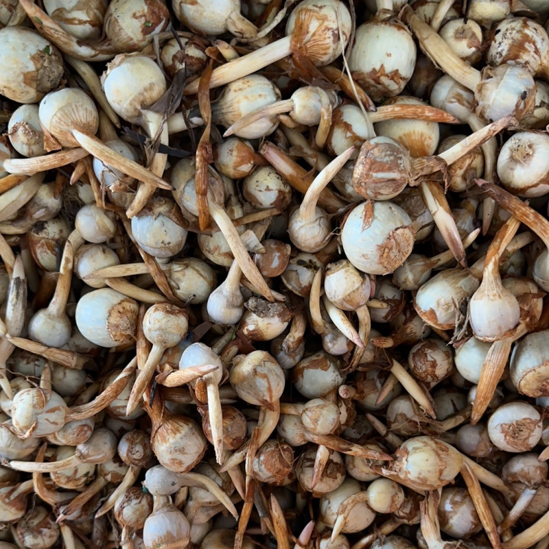 云南慈菇新鲜茨菇实力代办，欢迎合作，一件代发整车物流快递