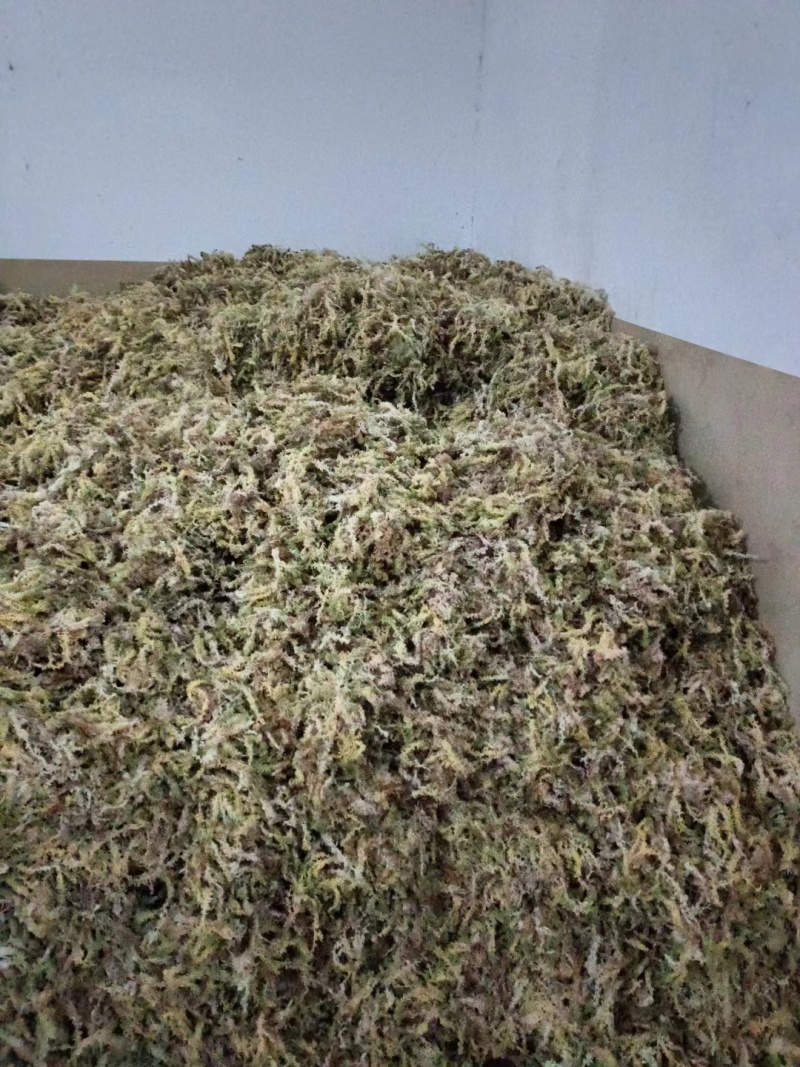 白水苔