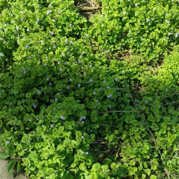 连钱草，活血丹，连钱薄荷，肺风草大别山产地中药材
