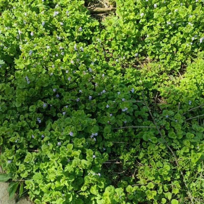 连钱草，活血丹，连钱薄荷，肺风草大别山产地中药材