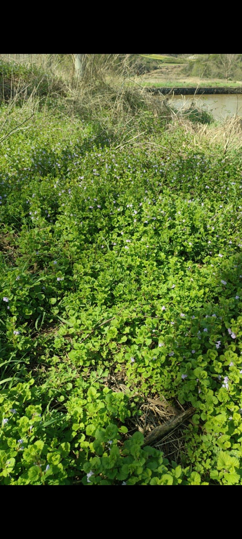 连钱草，活血丹，连钱薄荷，肺风草大别山产地中药材