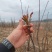 二茬香椿芽产地直销代销，量大从优，欢迎前来