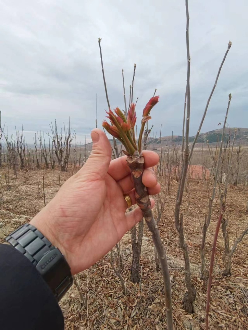 二茬香椿芽产地直销代销，量大从优，欢迎前来