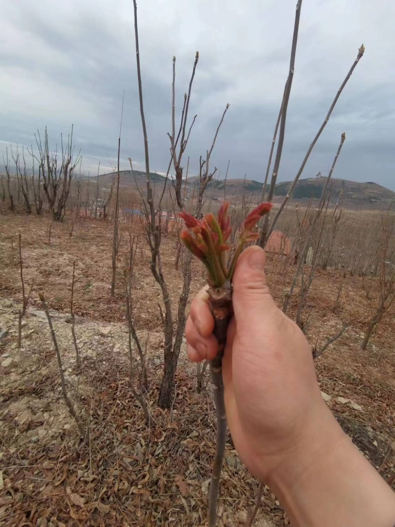 二茬香椿芽产地直销代销，量大从优，欢迎前来