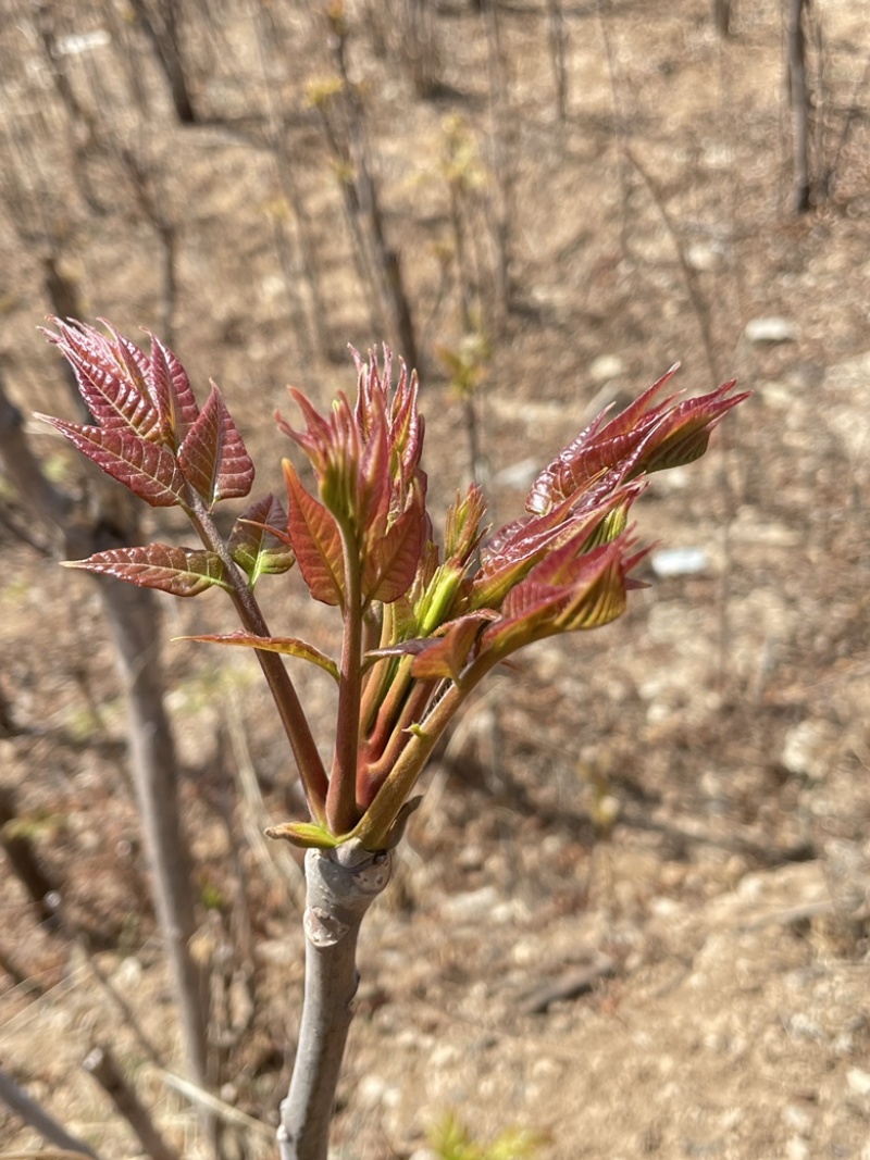 二茬香椿芽产地直销代销，量大从优，欢迎前来