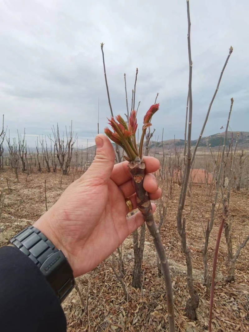 二茬香椿芽产地直销代销，量大从优，欢迎前来