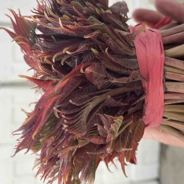 二茬香椿芽产地直销代销，量大从优，欢迎前来